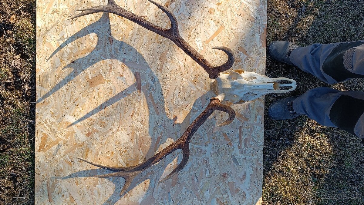 Jelenie parohy,zhody trofeje - 5