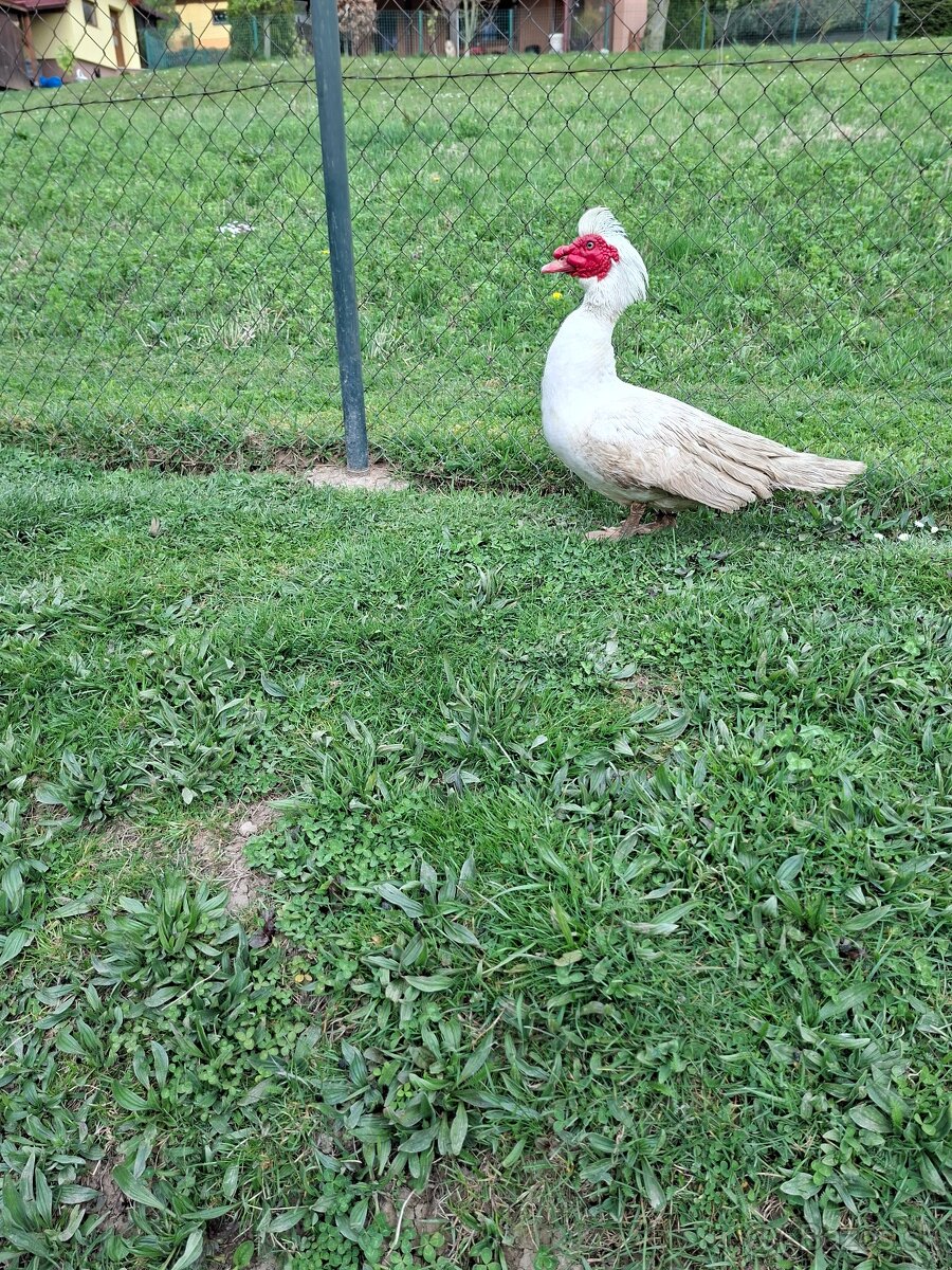 čínske kačice - 5