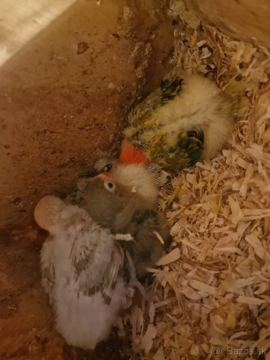 Agapornis fisher na dokrmenie - 5