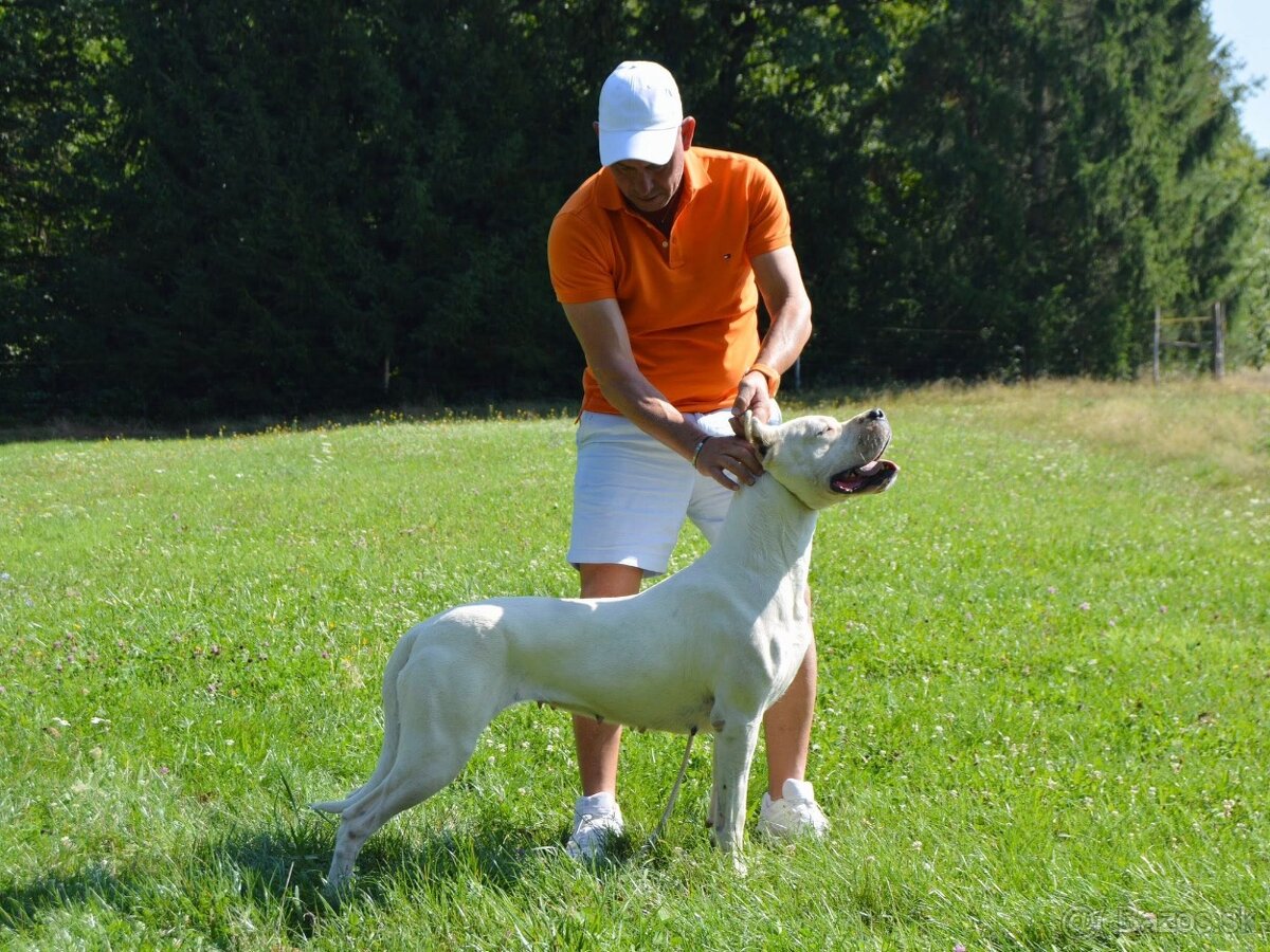 Argentínska doga - sučka s PP - 5