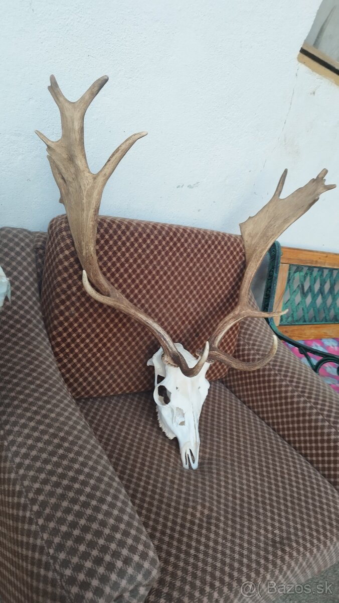 Predám trofej Daniela parožie zhody trofeje. - 5