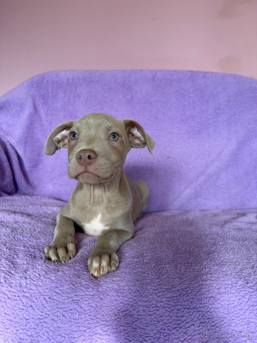 Americký pitbulterier s PP silverfawn rarita - 5