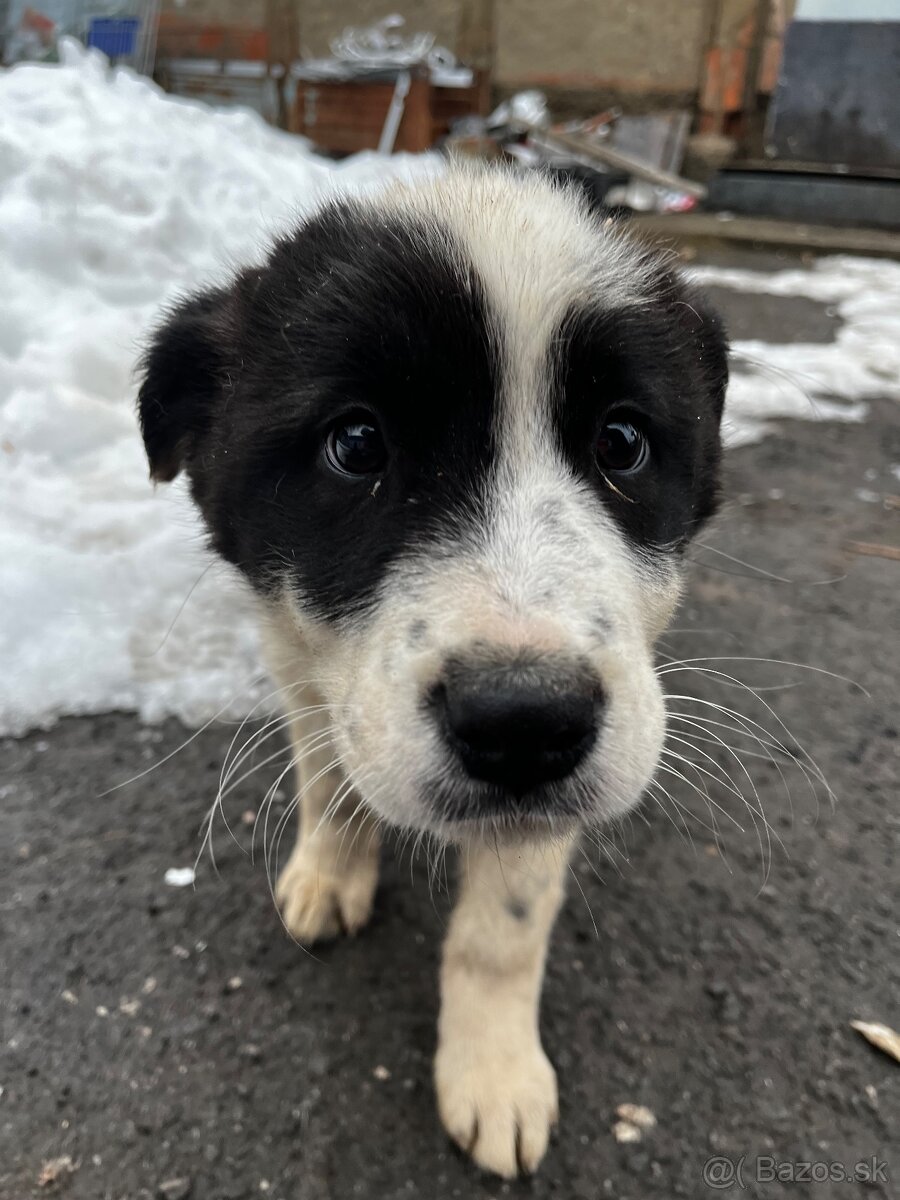 Stredoázijský ovčiak - 5