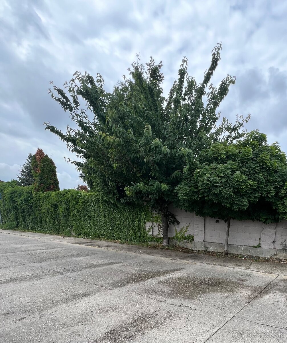 prenajom pozemku - 5