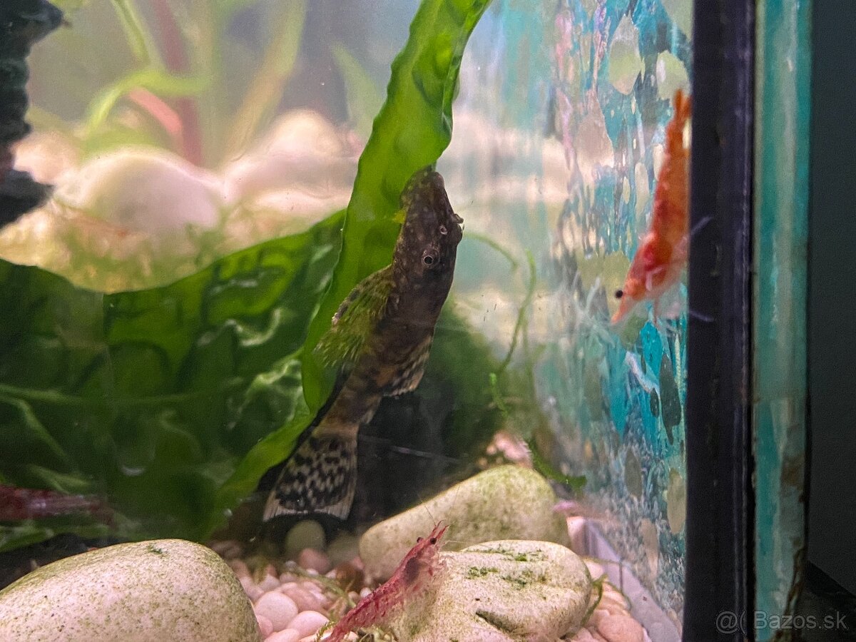 Gubky/Krevety/Prísavníky - 5