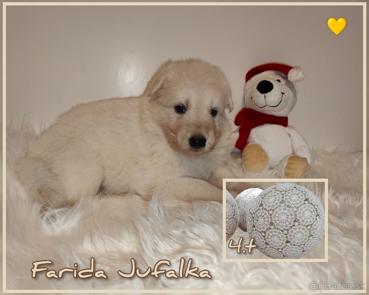 Biely švajčiarsky ovčiak s PP - 5