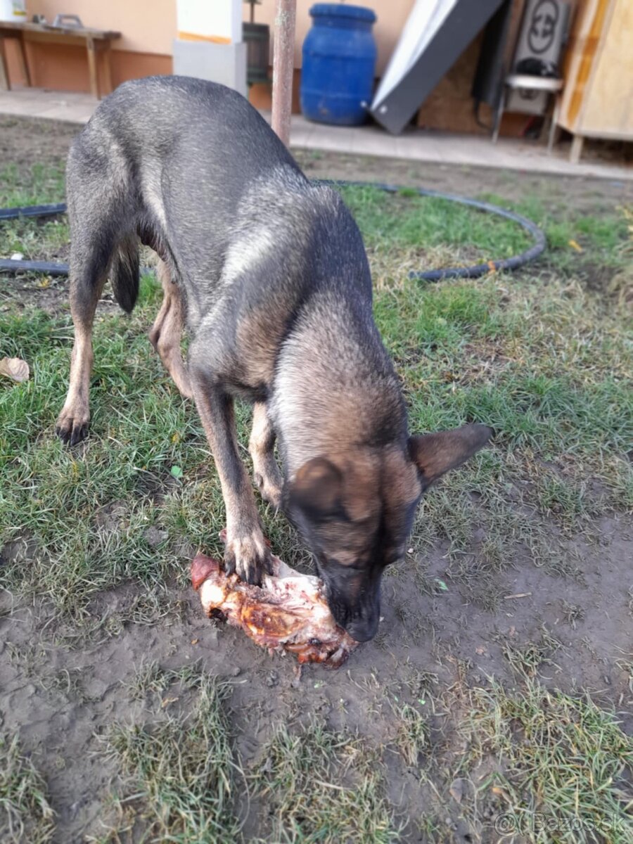 psy nemecky ovčiak šteniatka - 5