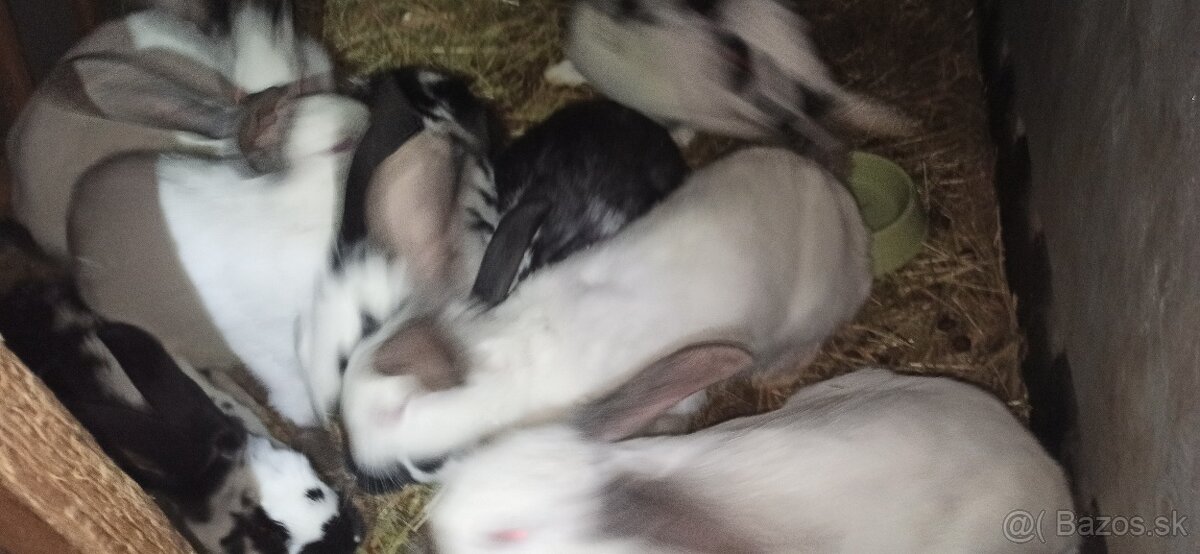 Predám králiky 3 mesačne krížence - 5