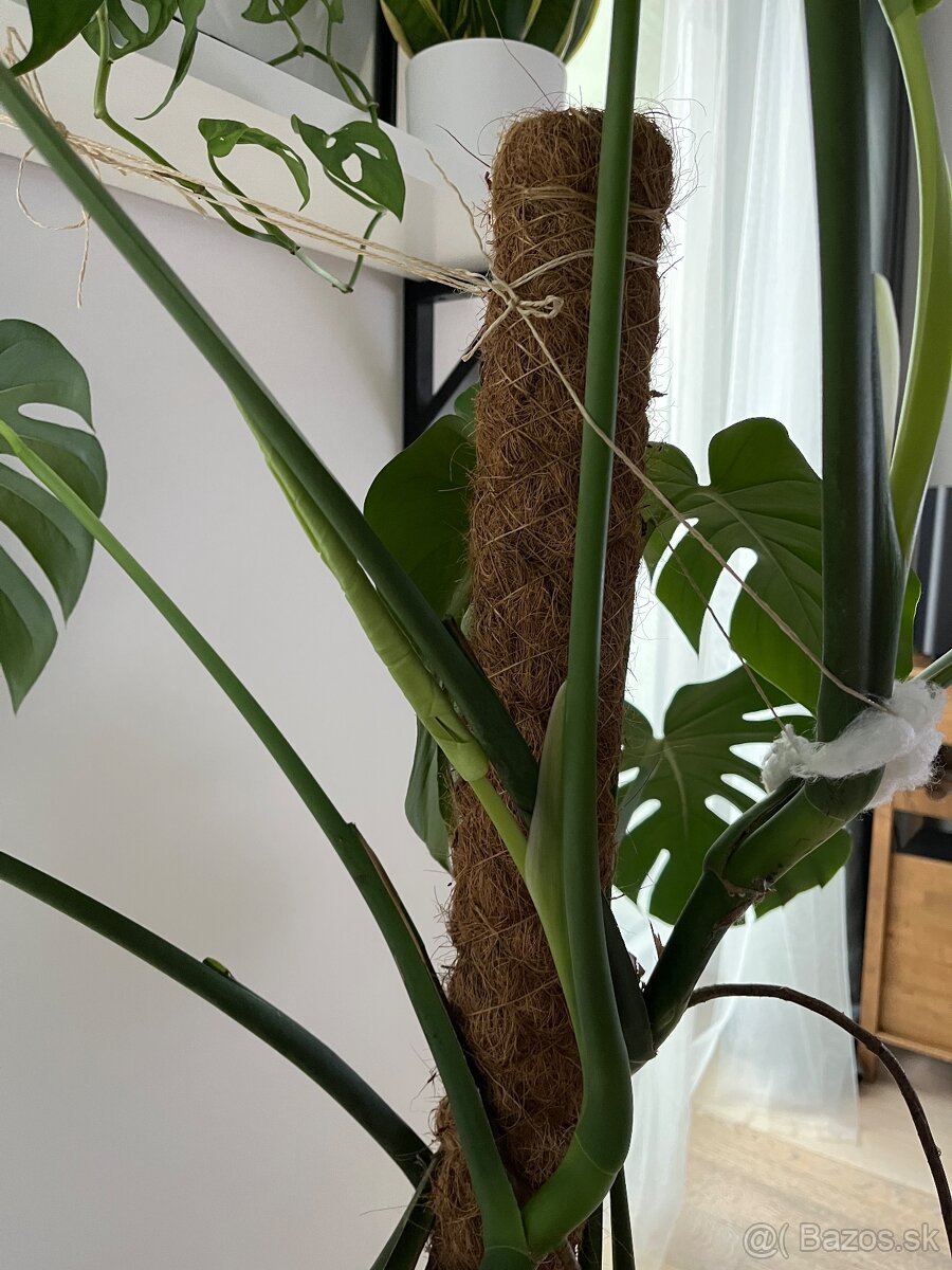 Monstera deliciosa - 5