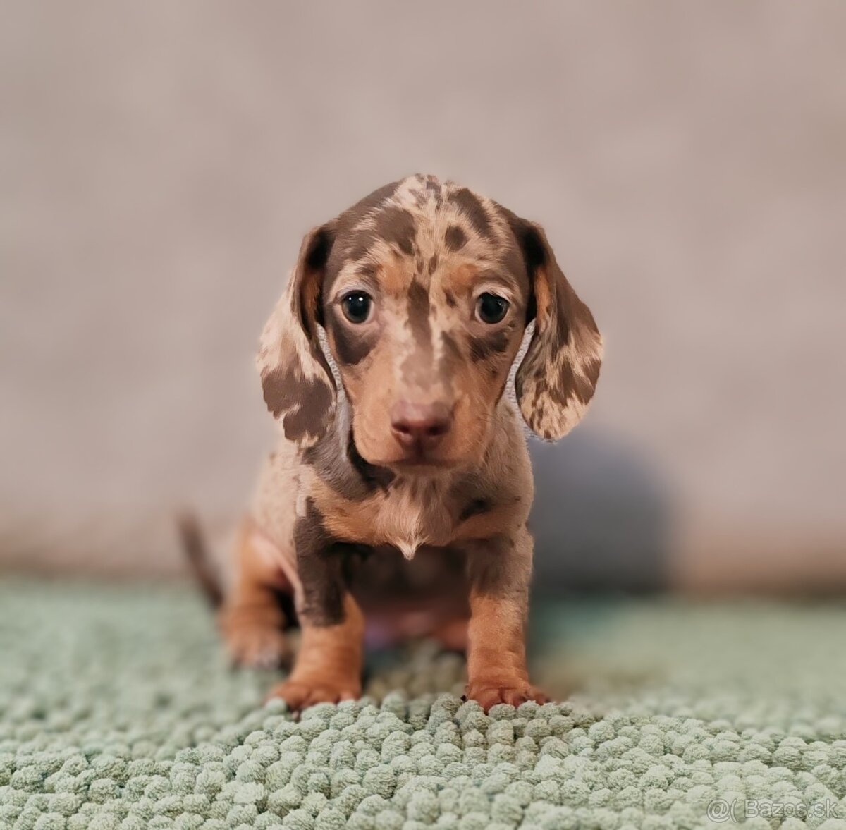 Jazvečík trpasličí - 5