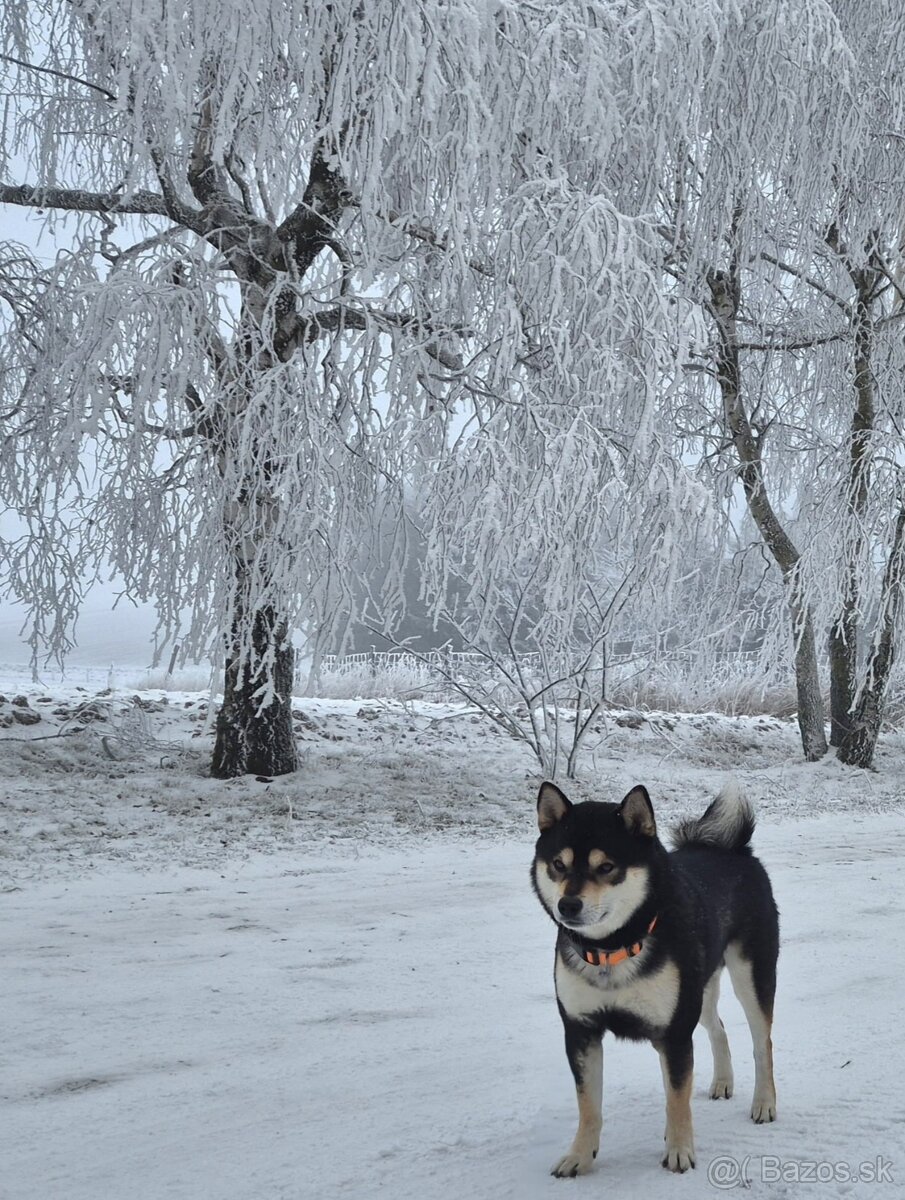 Shiba Inu - ihned k odběru - 5