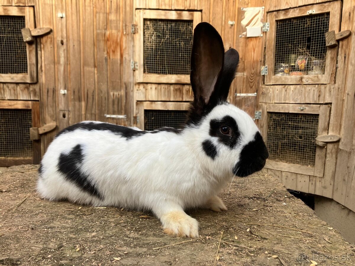 Nemecký obrovitý strakáč - 5