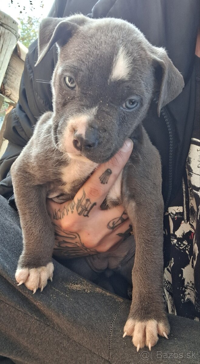 Americky Stafford - 5