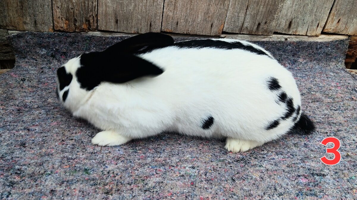 N.O. Strakoš, Kalifornsky - 5