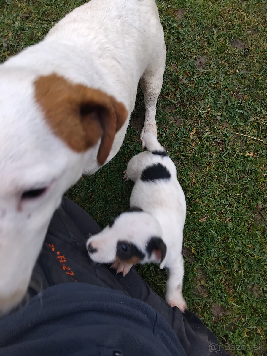 Predám šteňatá Jack Russel - 5