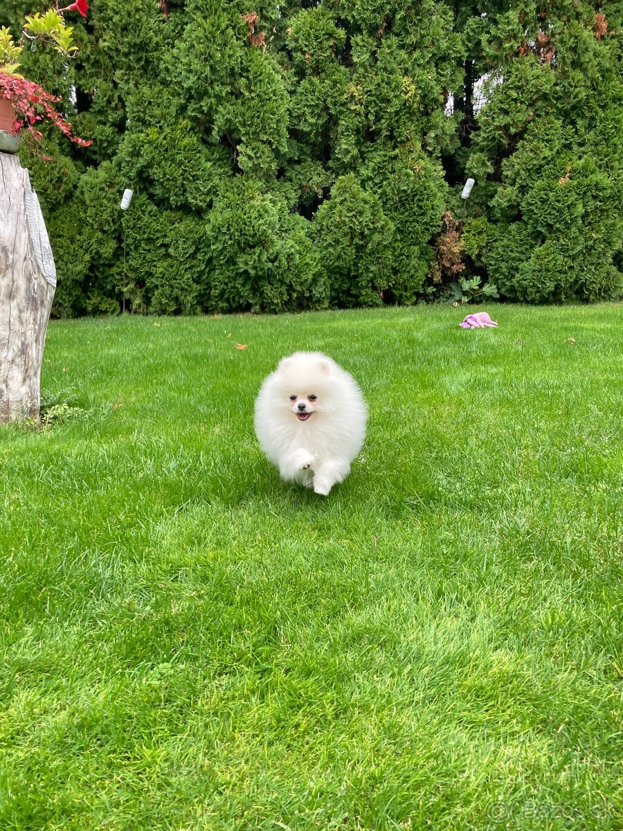 Pomeranian s PP - 5
