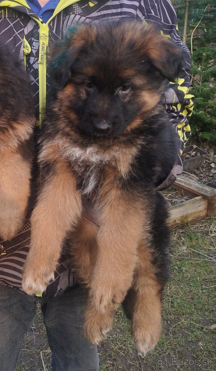 Nemecký ovčiak - 5