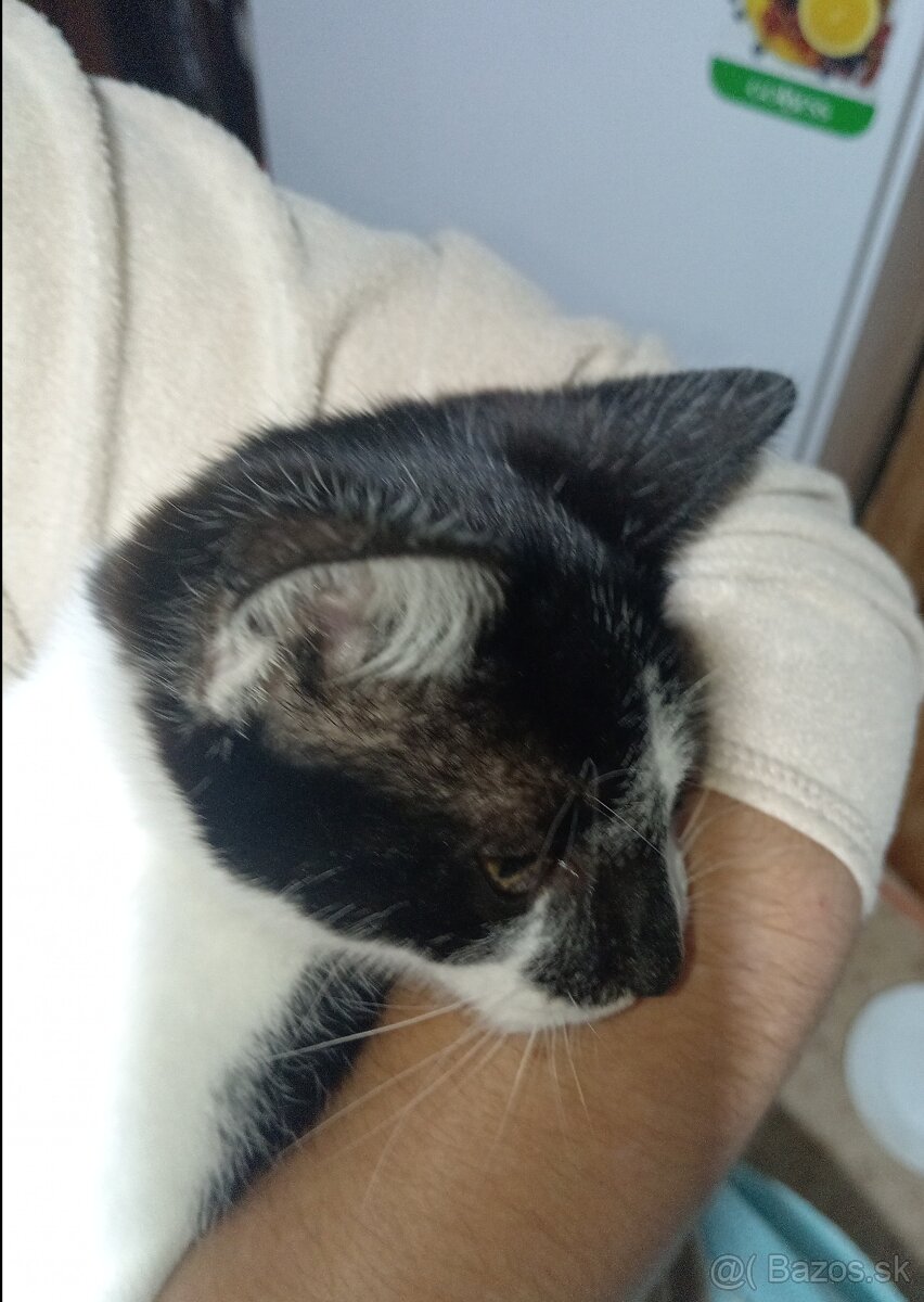 Darujeme mačiatka - 5