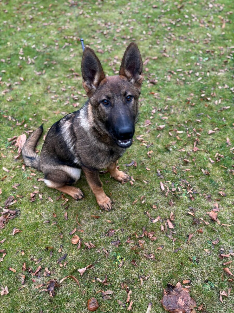 Fenka NO - FIALKA - 5