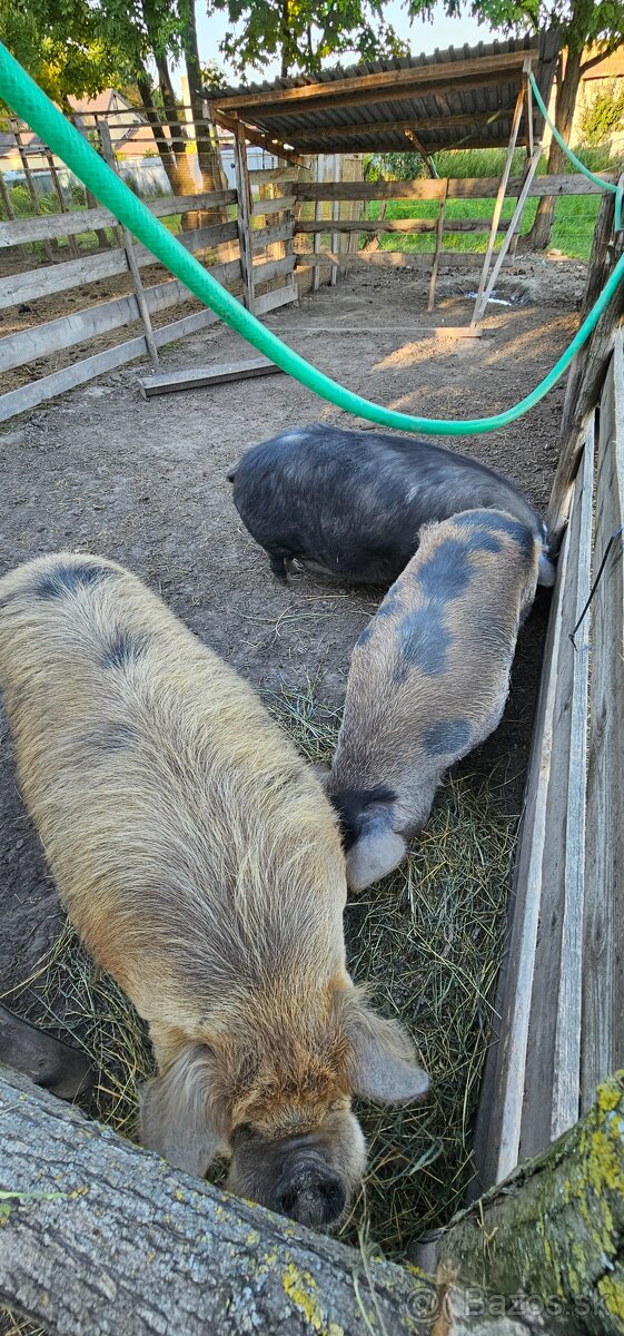 Predám Kune kune - 5