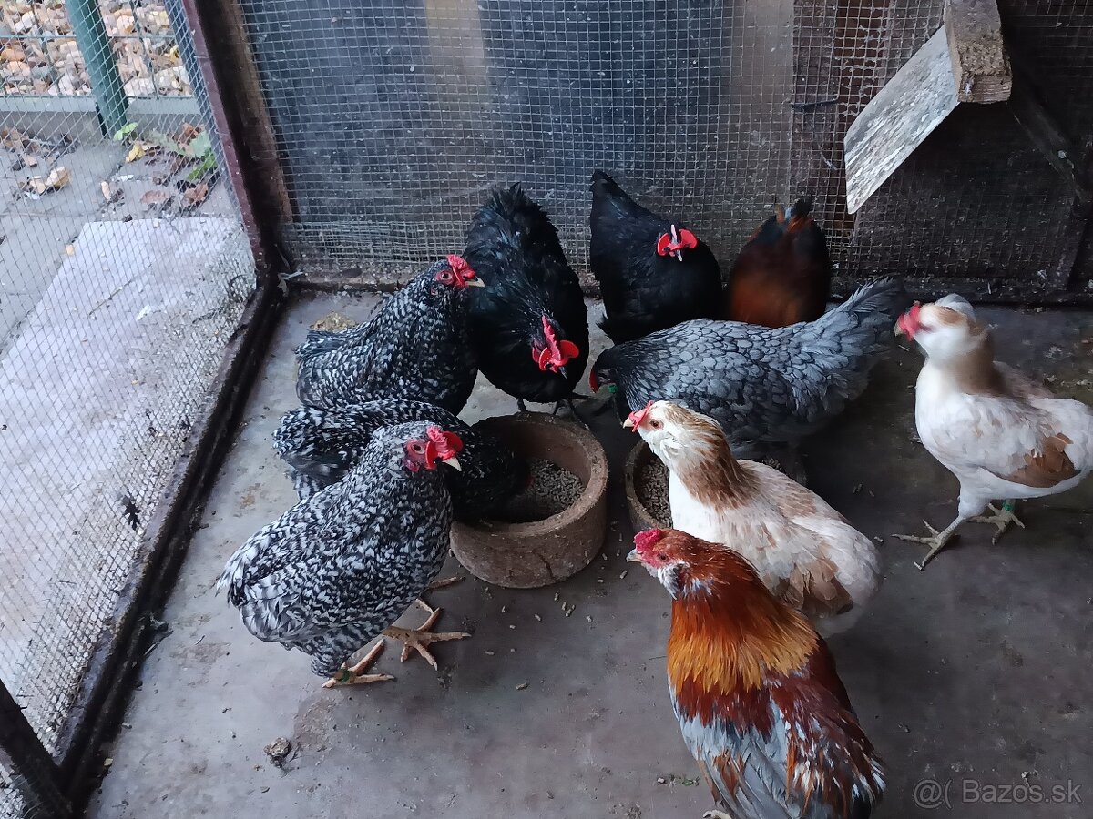 Araukana zdrobnělá pšeničná a žíhaná - 5