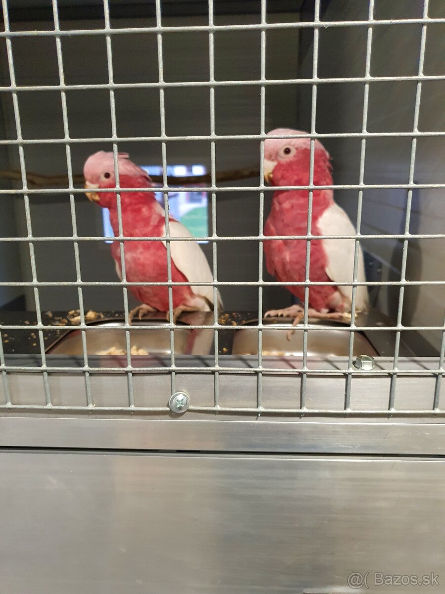 ruzovy lutino,horsky/lutino - 5