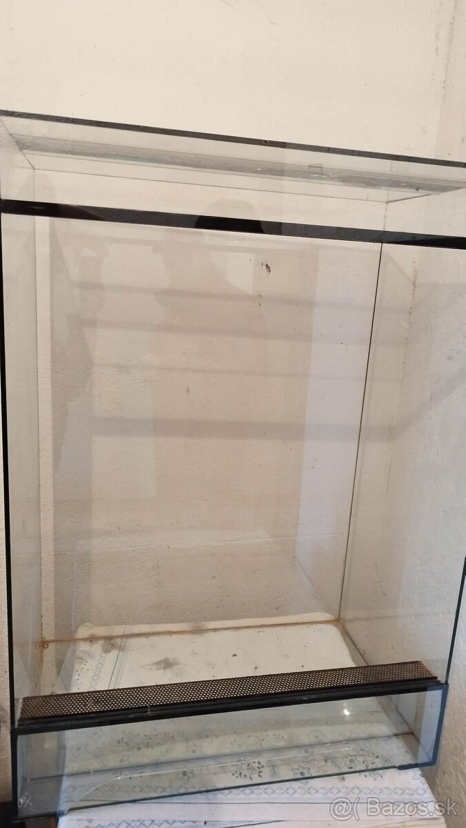 Chameleon jemensky – par - 5