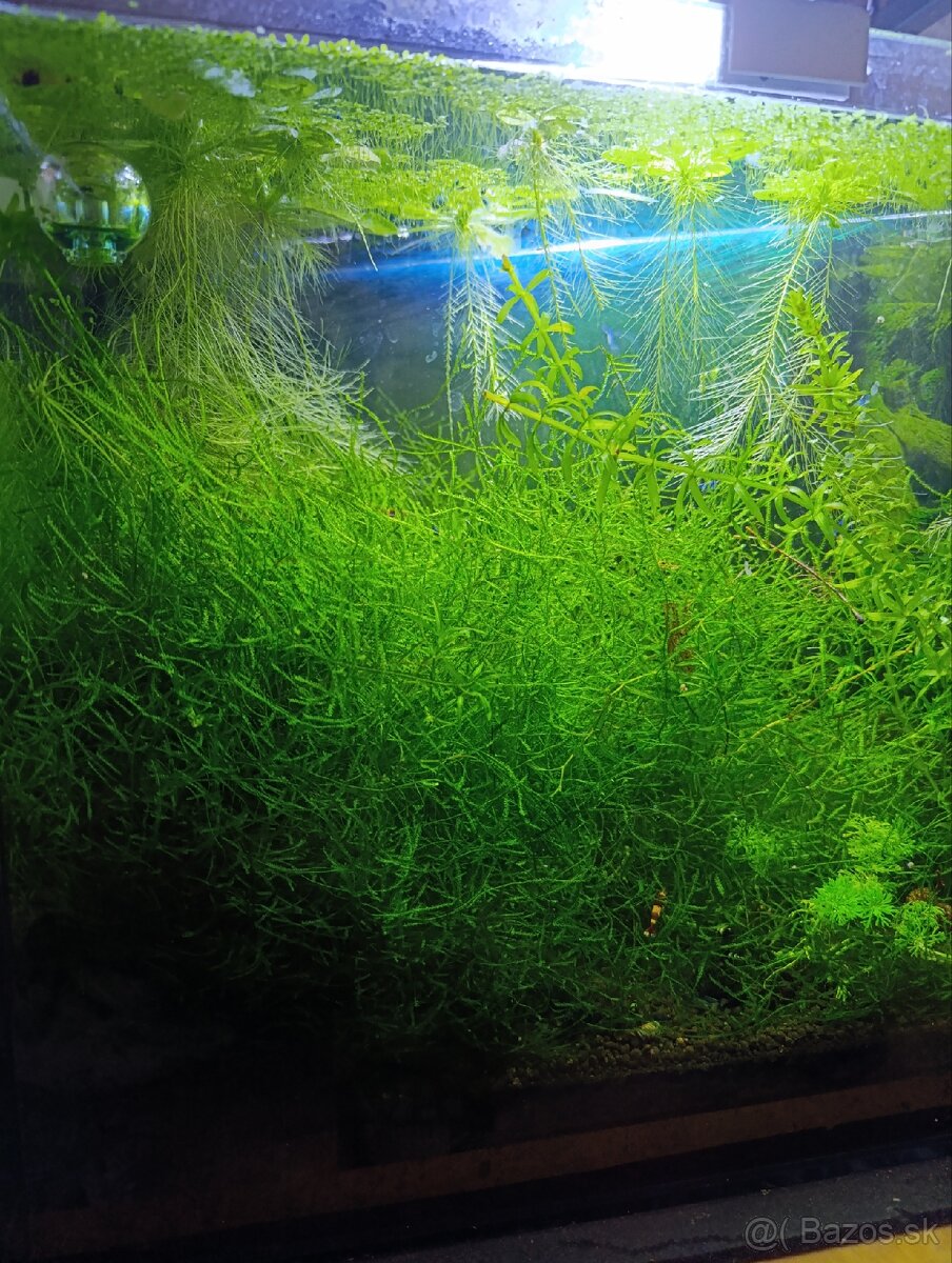 Krevetky blue topaz - 5