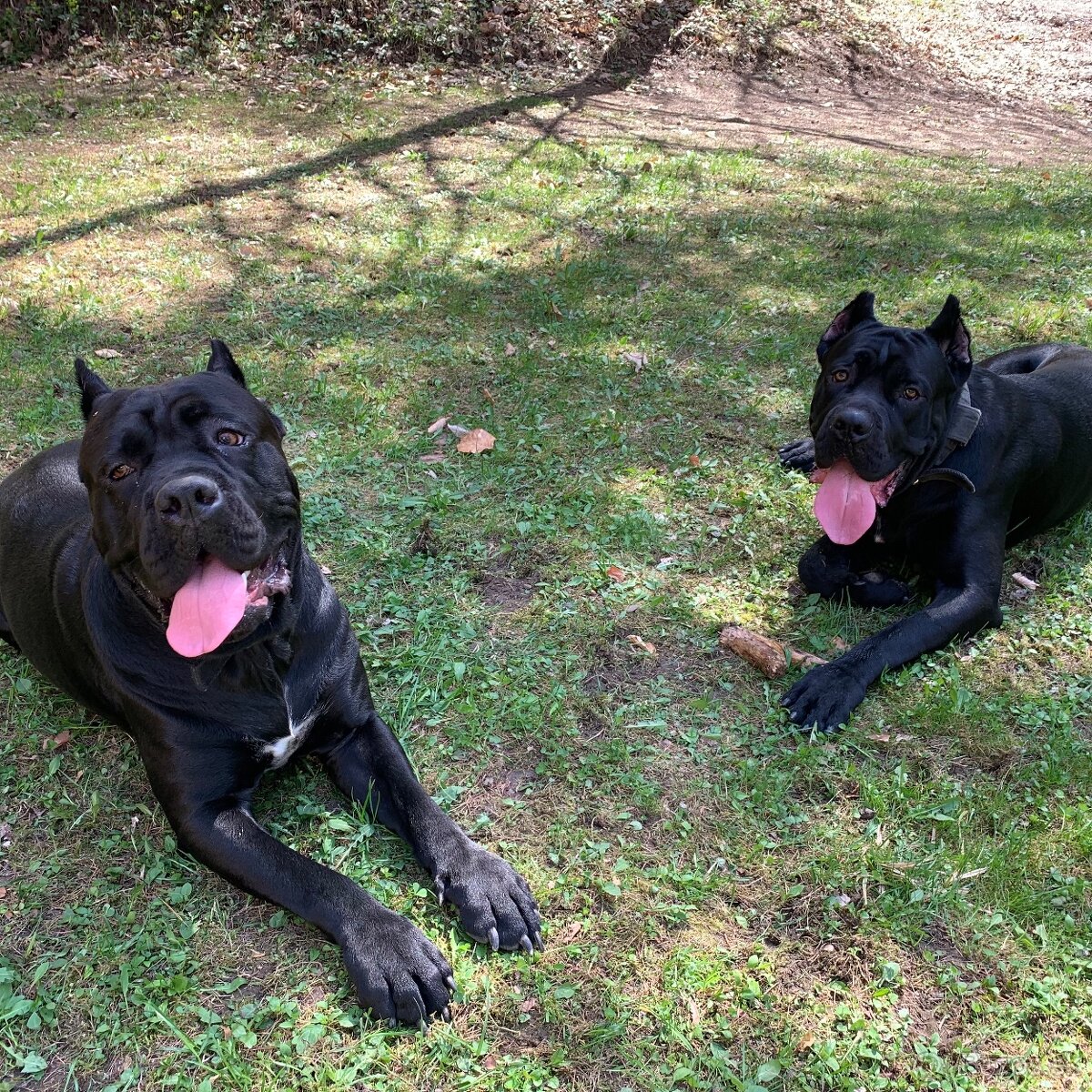 Pes na krytie Cane Corso 3 ročný - 5