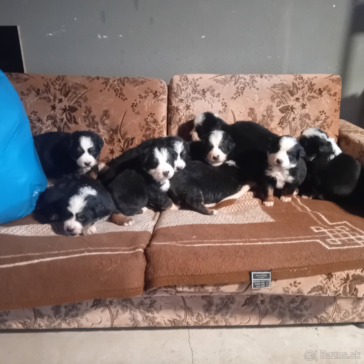 Bernsky salašnícky pes - 5