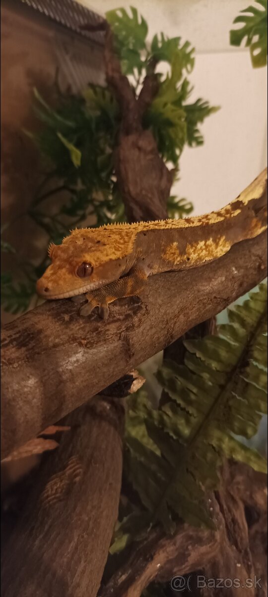 Pagekon riasnatý - 5