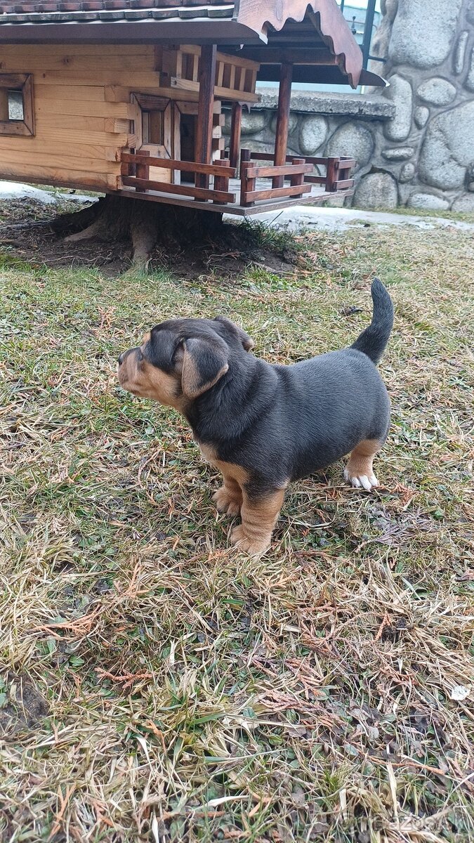 Jack russell terier - 5