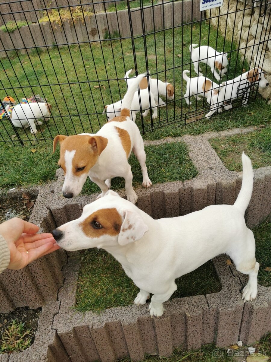 Jack russel terier - 5