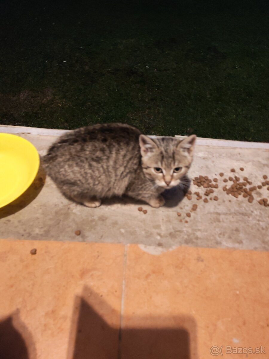 Darujem mačiatka - 5