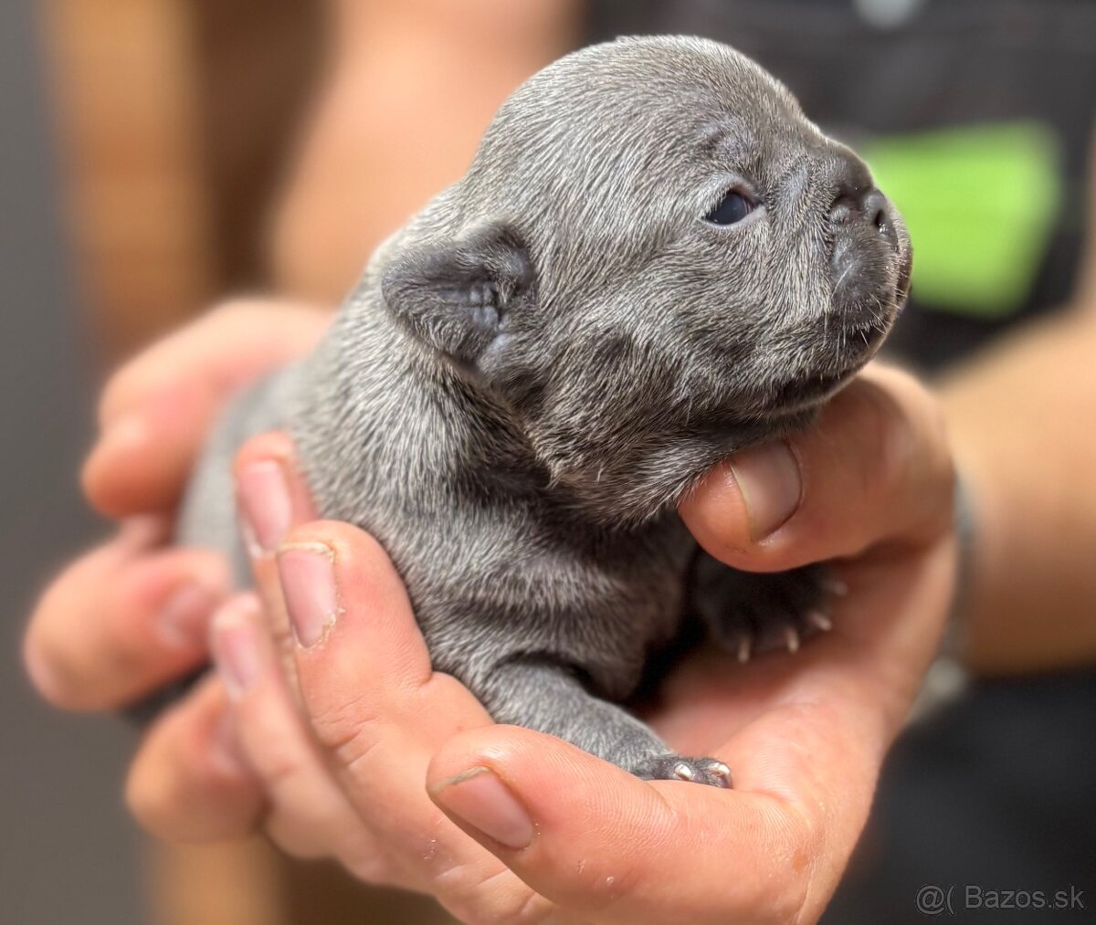 Francúzsky buldoček modré šteniatka - 5