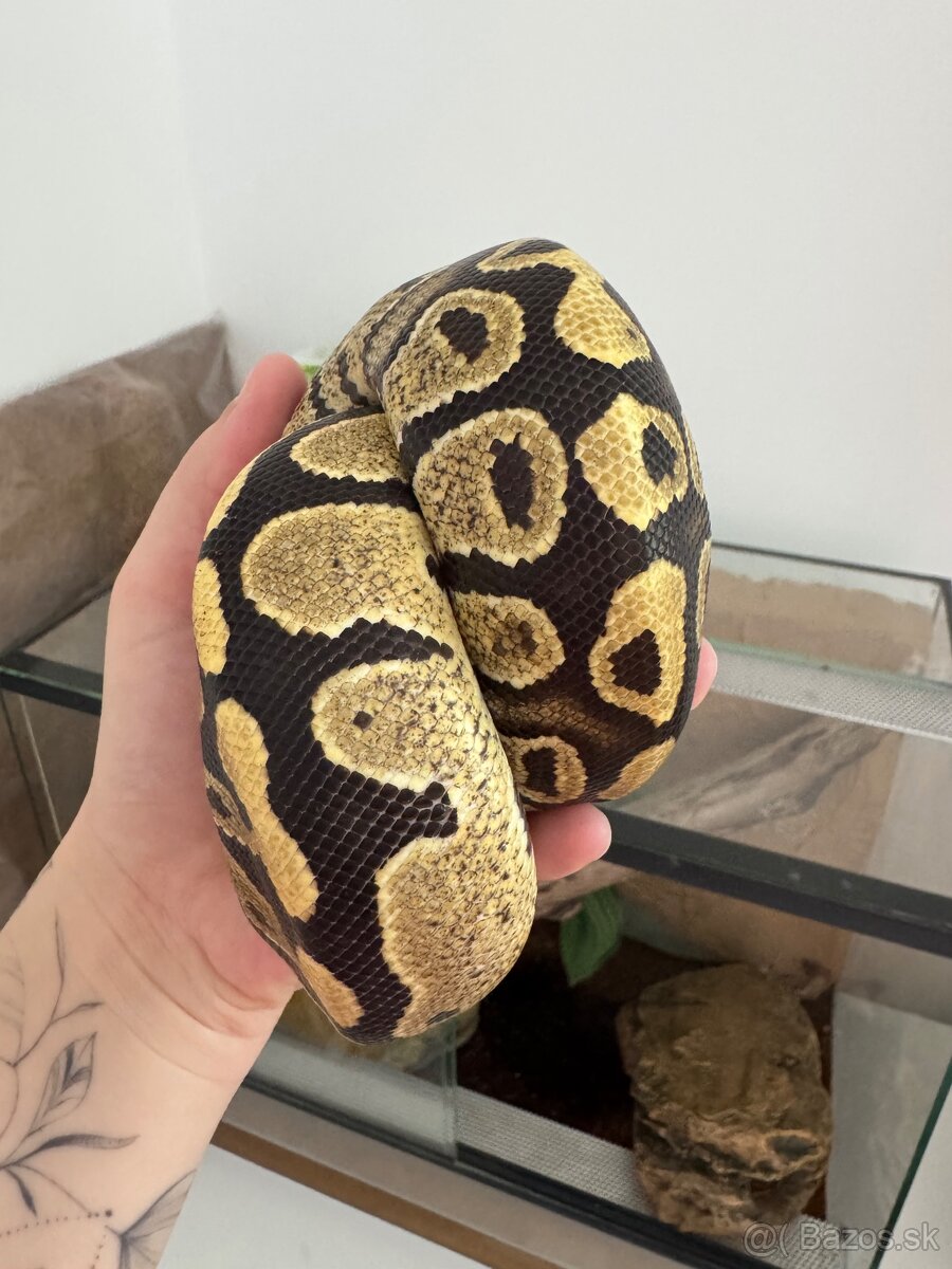 Pytón s celým vybavením - 5