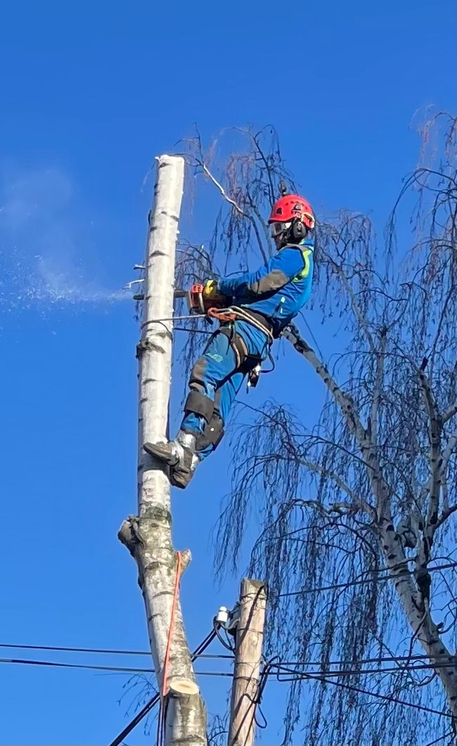 Pílenie stromov, výrub stromov - 5