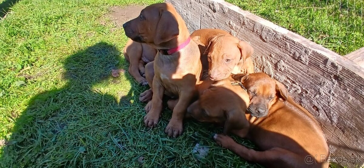 Rhodesian ridgeback - 5
