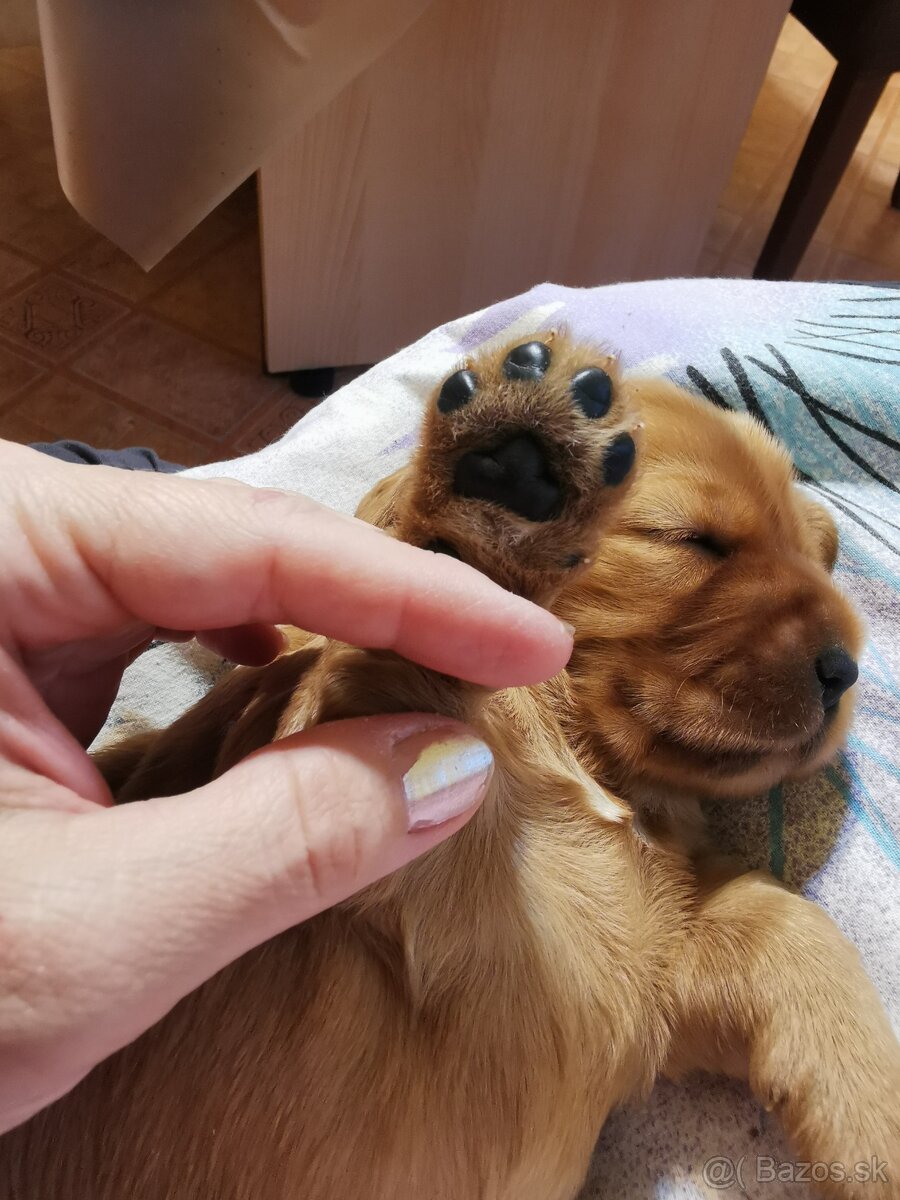 Anglický kokeršpániel - 5