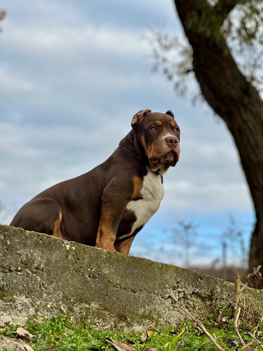 American Bully XL (Pitbull XXL) - 5