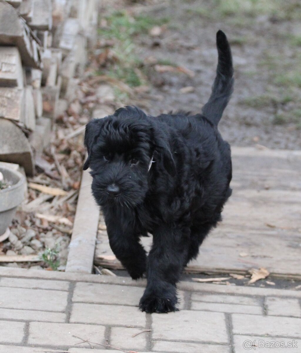 Bradáč veľký čierny s PP - 5