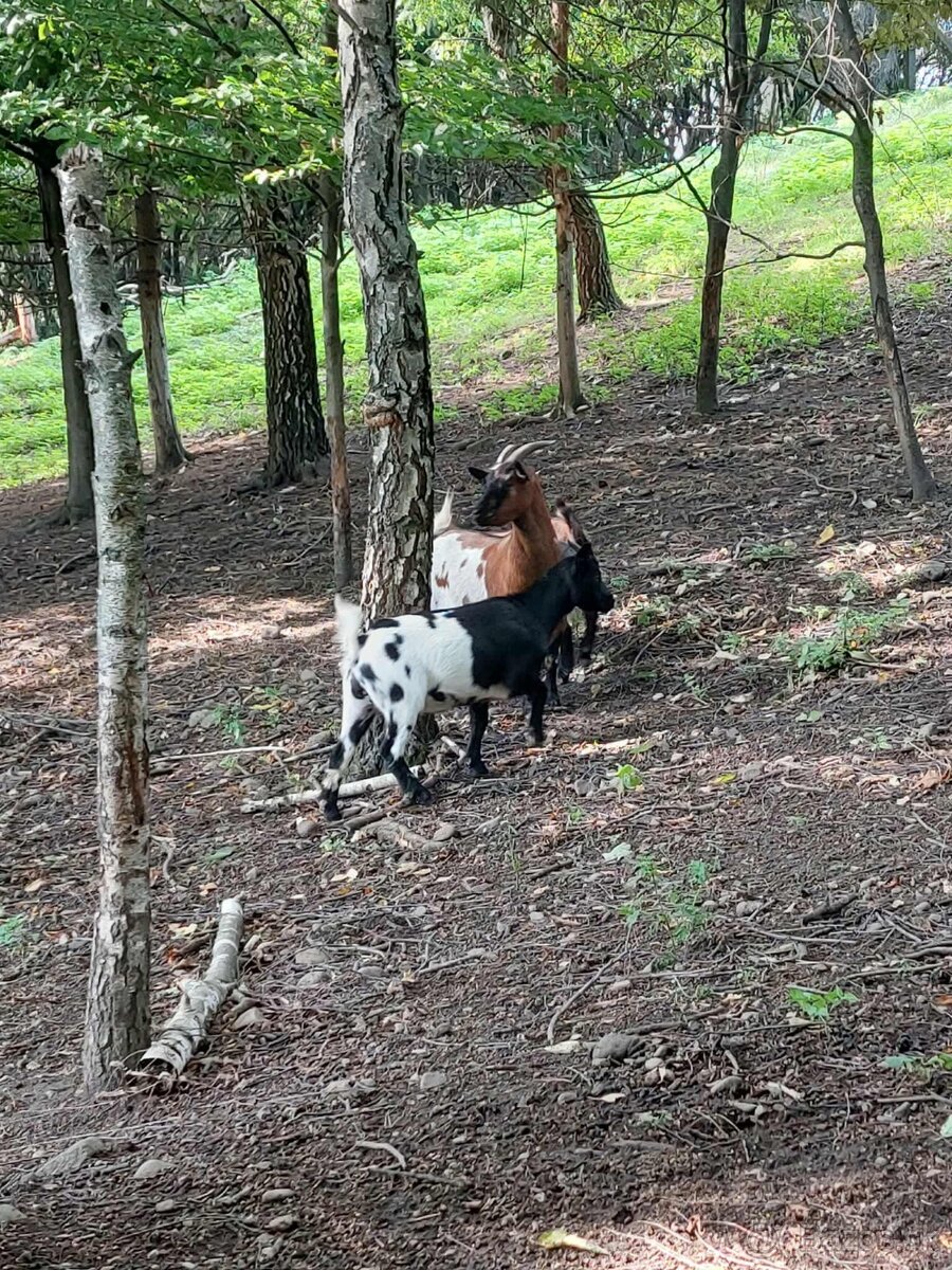 Holandska mini koza a baran Quessant - 5