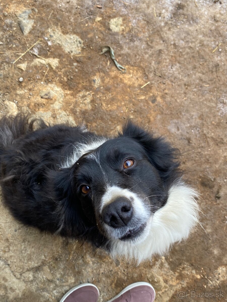 Šteniatko border kólie - 5