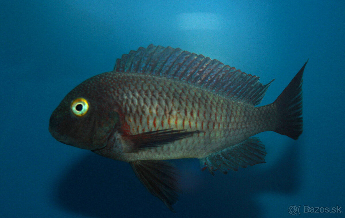 Tropheus moliro , maswa , lufubu - 5