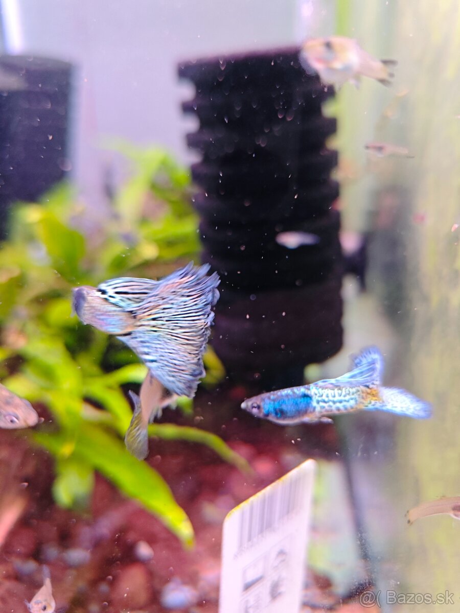 Metal body blue grass guppy, gupky, gubky - 5