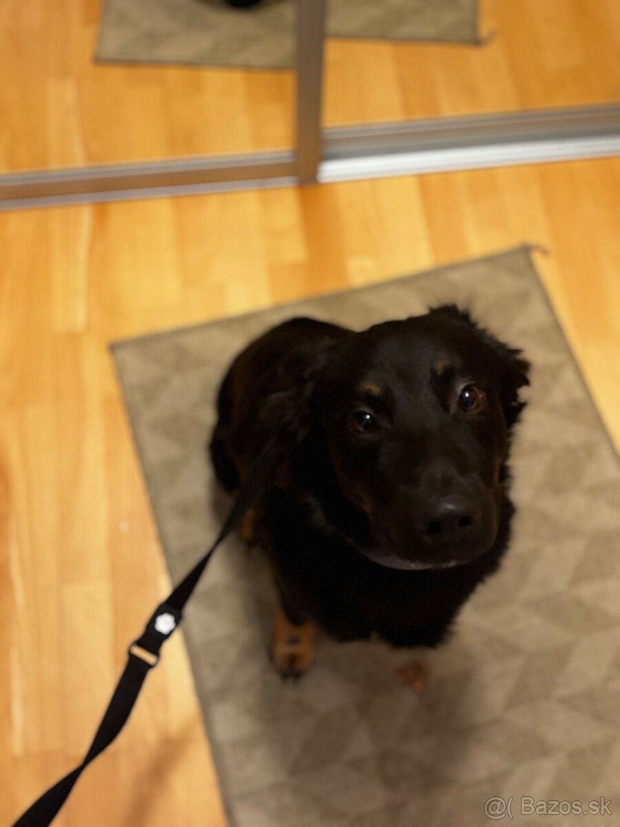 Psík na adopciu - 5