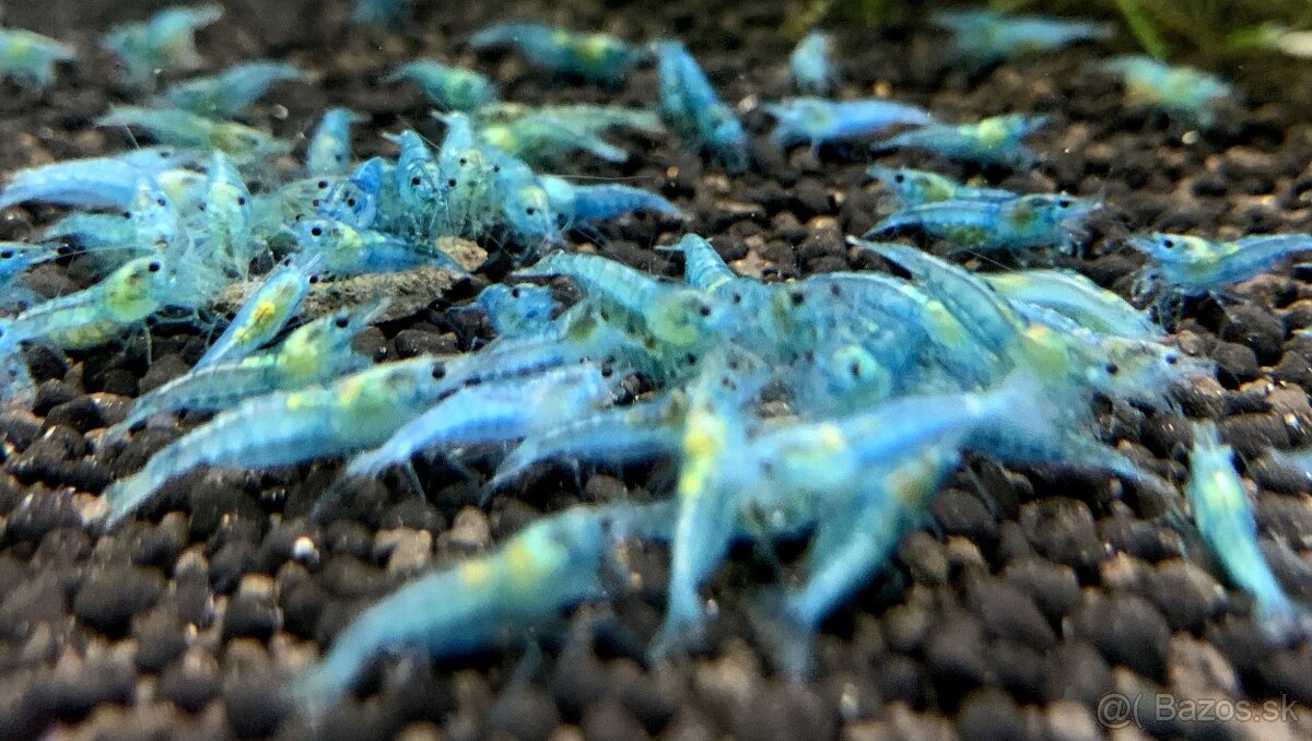 Krevetky,ryby,slimáky - 5