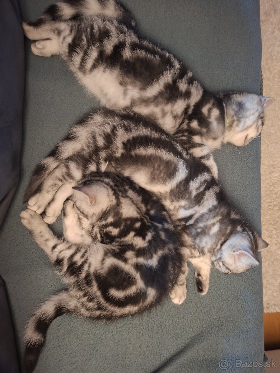 Britské whiskas mačiatka s PP - 5