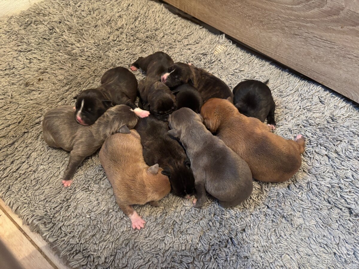 Americký stafordsirsky terier, Stafford, amstaf - 5