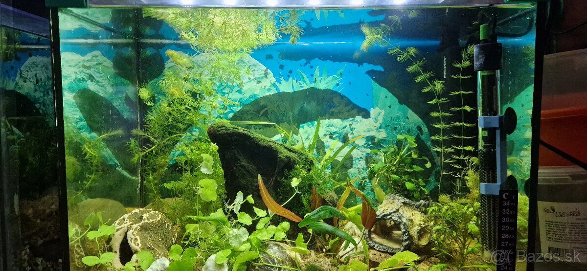 Akvárium 52 l zariadené - 5